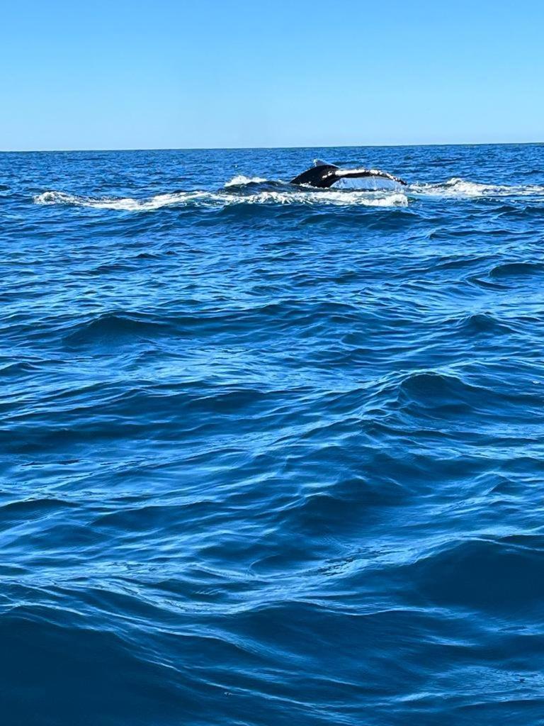 Hotel- Whale Tours And Sport Fishing Vista Mag-Bay Puerto San Carlos Exteriör bild