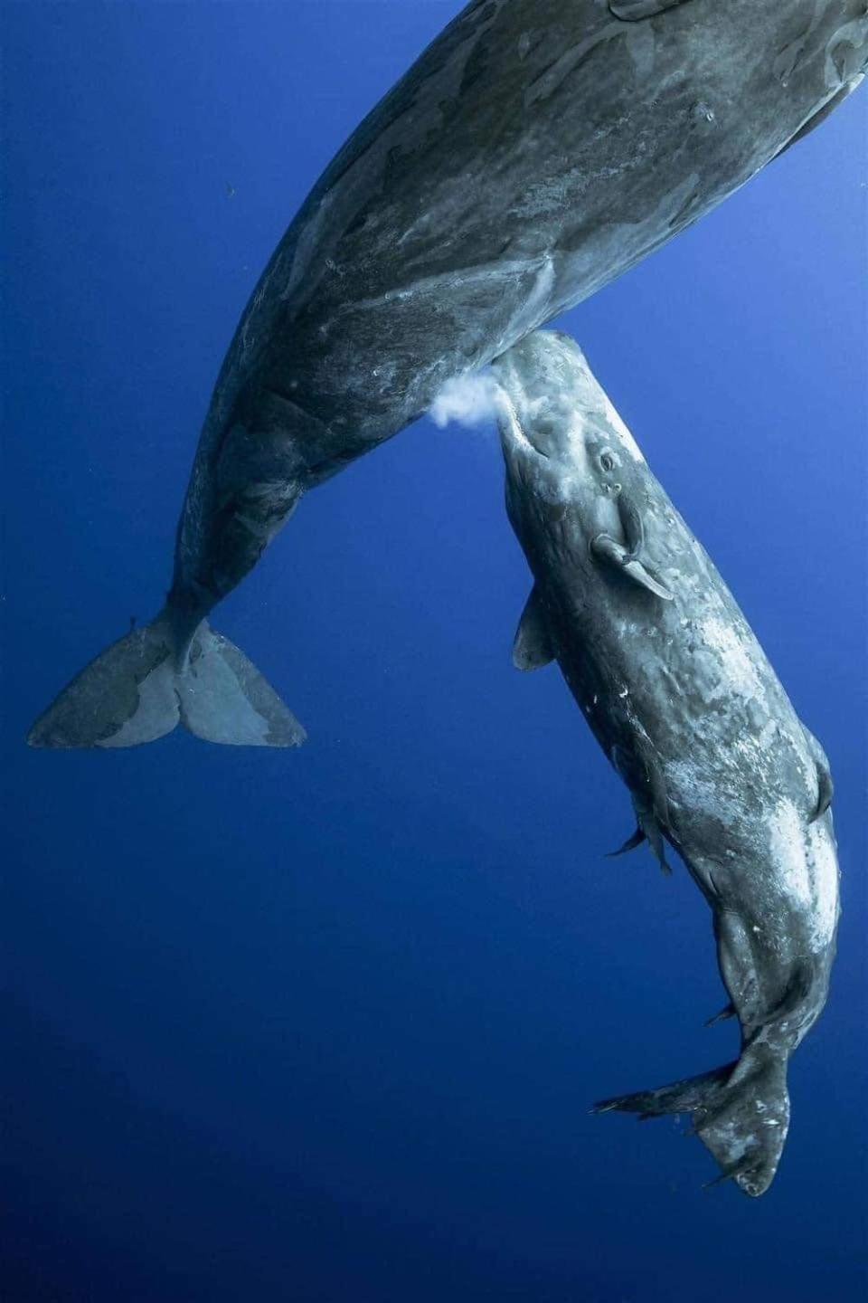 Hotel- Whale Tours And Sport Fishing Vista Mag-Bay Puerto San Carlos Exteriör bild