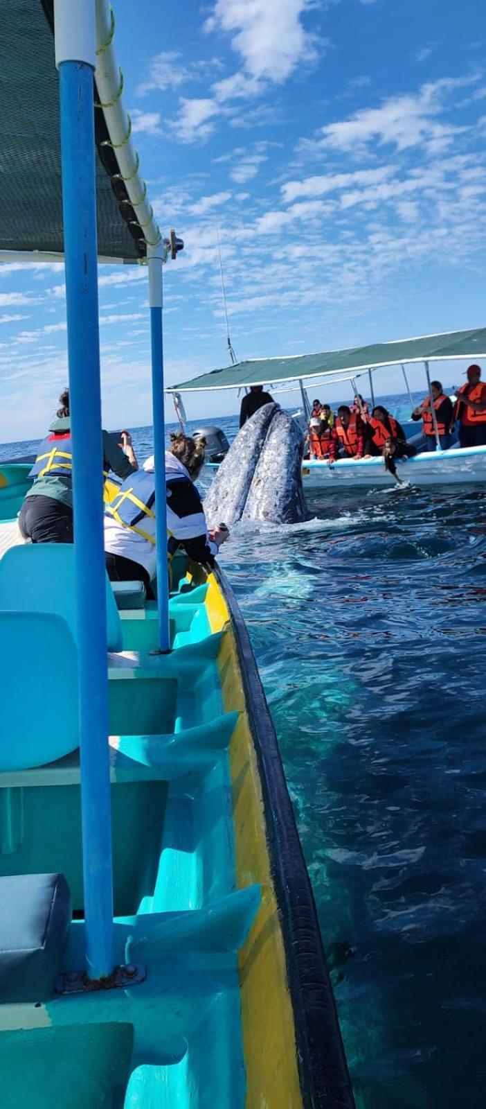 Hotel- Whale Tours And Sport Fishing Vista Mag-Bay Puerto San Carlos Exteriör bild
